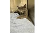 Adopt Harry a Domestic Short Hair