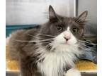 Adopt FINN a Domestic Long Hair