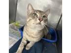 Adopt Ducky a Domestic Short Hair