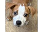 Adopt Copper a Boxer