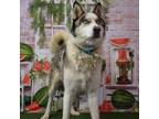 Adopt Titus a Husky