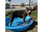 Adopt Baby Boy a Pit Bull Terrier