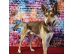 Adopt Asher a Husky