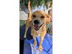 Adopt Kymco a Beagle, Staffordshire Bull Terrier