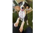 Adopt Prickly Pear a Labrador Retriever, Pointer