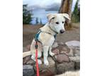 Adopt Frankie a Siberian Husky, Great Pyrenees