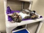 Adopt Nibbles a Tabby
