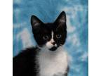 Adopt Frappe a Domestic Short Hair