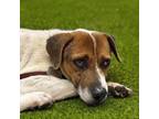 Adopt Rook a Parson Russell Terrier