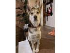 Adopt Dusty a Husky