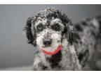 Adopt Quincy a Poodle
