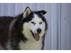 Adopt Sitka a Siberian Husky, Mixed Breed