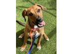Adopt Jammy a Rhodesian Ridgeback, Pit Bull Terrier