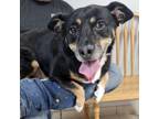 Adopt Brutus a Corgi, Mixed Breed