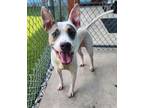 Adopt Rascal a Pit Bull Terrier, Mixed Breed