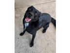 Adopt Sammy a Labrador Retriever, Mixed Breed