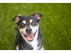 Adopt Snap a Labrador Retriever, Mixed Breed