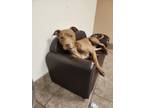 Adopt Cashew a Pit Bull Terrier, Mixed Breed