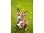 Adopt Button a Bull Terrier, Mixed Breed