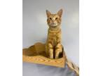 Adopt pluto a Domestic Short Hair