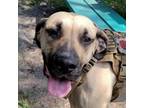 Adopt Cal a Mastiff, Coonhound