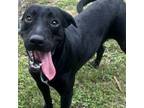 Adopt Hoover a Mixed Breed