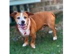 Adopt Pokey a Rat Terrier, Dachshund