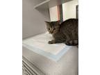 Adopt Theodore a Oriental Short Hair, Domestic Short Hair
