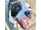 Adopt Alistair a Pit Bull Terrier