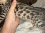 Bengals