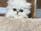 Beautiful Persian Kitten