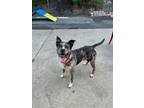 Adopt Bok Choy a Catahoula Leopard Dog, Mixed Breed