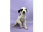 Adopt Javon a Boxer, Mixed Breed