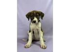 Adopt Jasper a Boxer, Mixed Breed