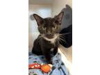 Adopt Boomerang a Domestic Short Hair