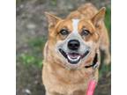 Adopt Rancher a Australian Cattle Dog / Blue Heeler