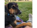 Adopt Goby a Beagle