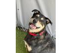 Adopt Captain Hook a Rottweiler, Mixed Breed