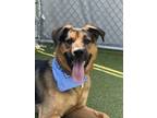 Adopt Cletus a German Shepherd Dog, Mixed Breed