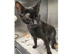 Adopt Salem a Bombay
