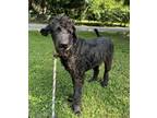 Adopt Sancho a Golden Retriever, Standard Poodle