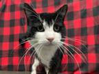 Adopt Jiji a Domestic Short Hair