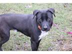 Adopt Hip Hop a Pit Bull Terrier