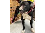 Adopt Sneaky a Pit Bull Terrier