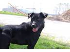 Adopt Dale a Labrador Retriever, Whippet