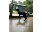 Adopt Shining Armor a Shepherd, Mixed Breed