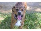 Adopt Afia a Pit Bull Terrier
