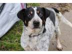 Adopt Gizmo a Australian Cattle Dog / Blue Heeler
