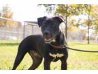 Adopt Frederick a Pit Bull Terrier