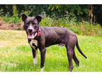 Adopt Trevor a Pit Bull Terrier